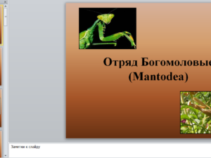 Отряд Богомоловые (Mantodea). Презентация