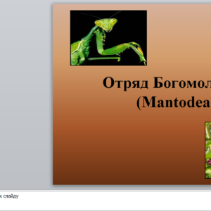 Отряд Богомоловые (Mantodea). Презентация